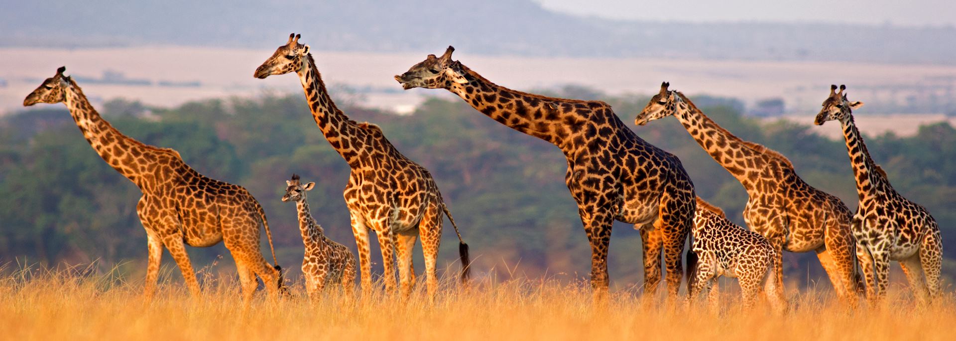 Giraffe in the Masai Mara, Kenya
