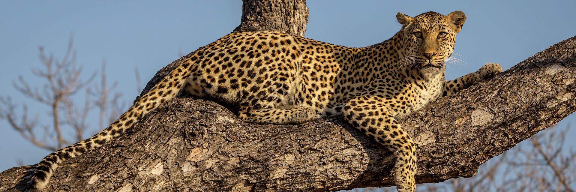 Leopard in Sabi Sands Game Reserve