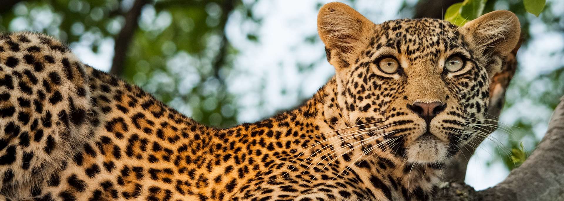 Leopard in Sabi Sands Game Reserve