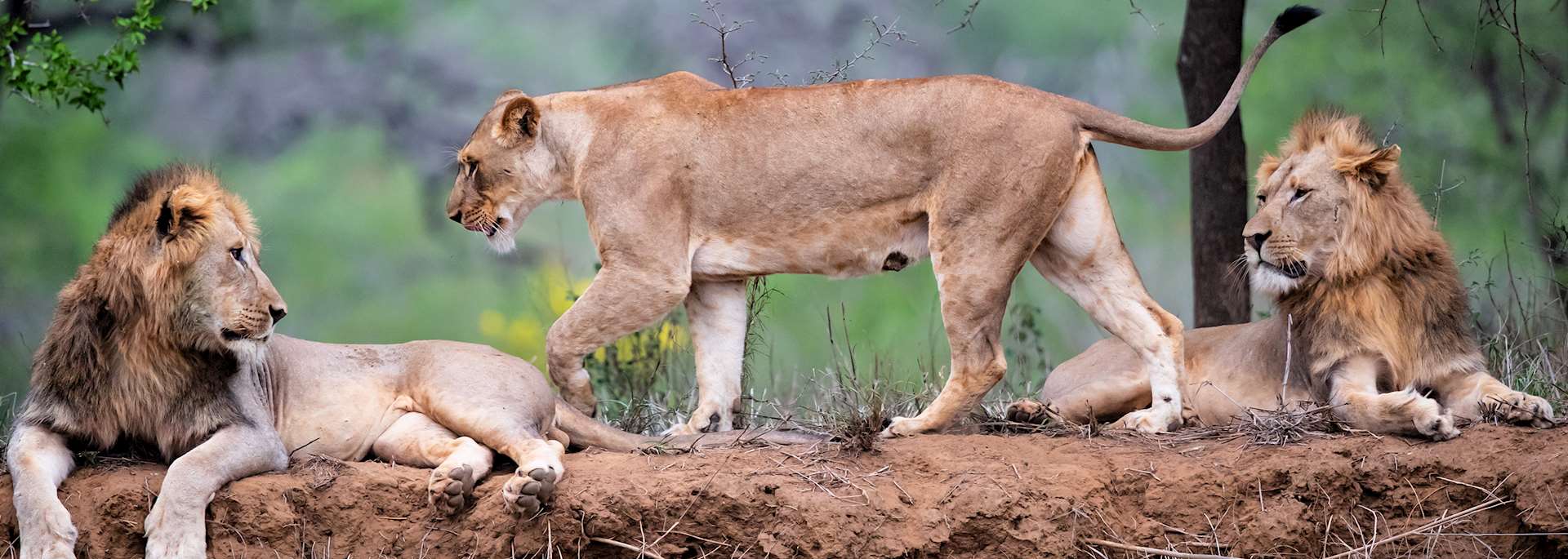 Lion in KwaZulu-Natal