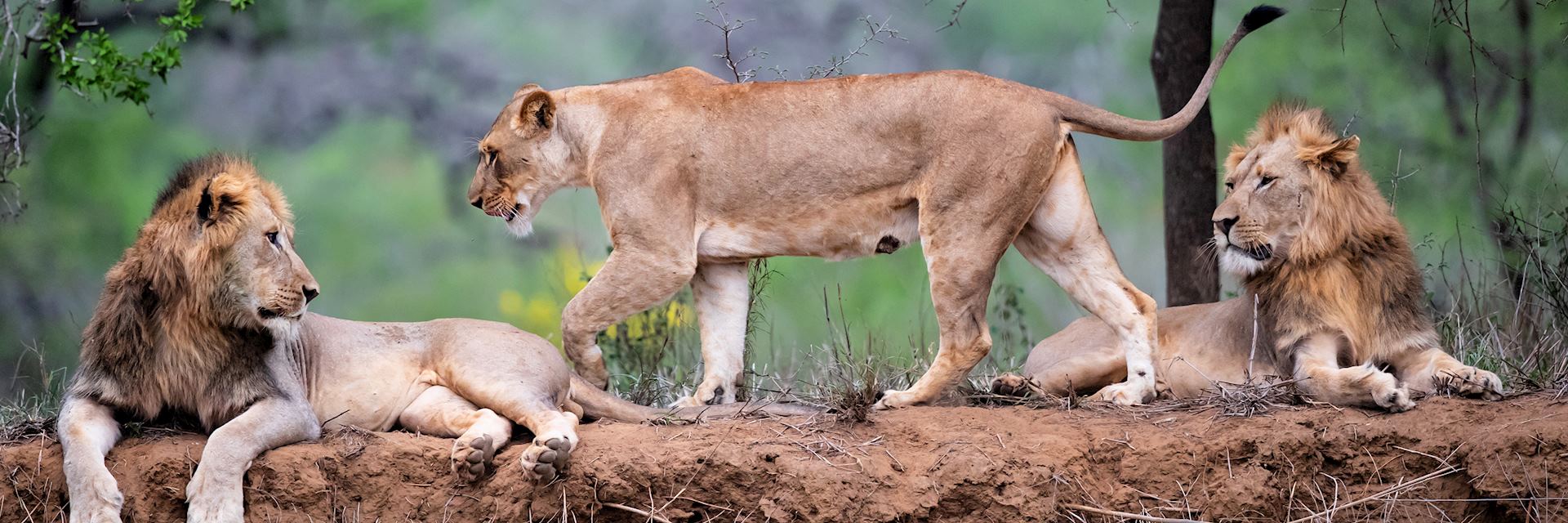 Lion in KwaZulu-Natal