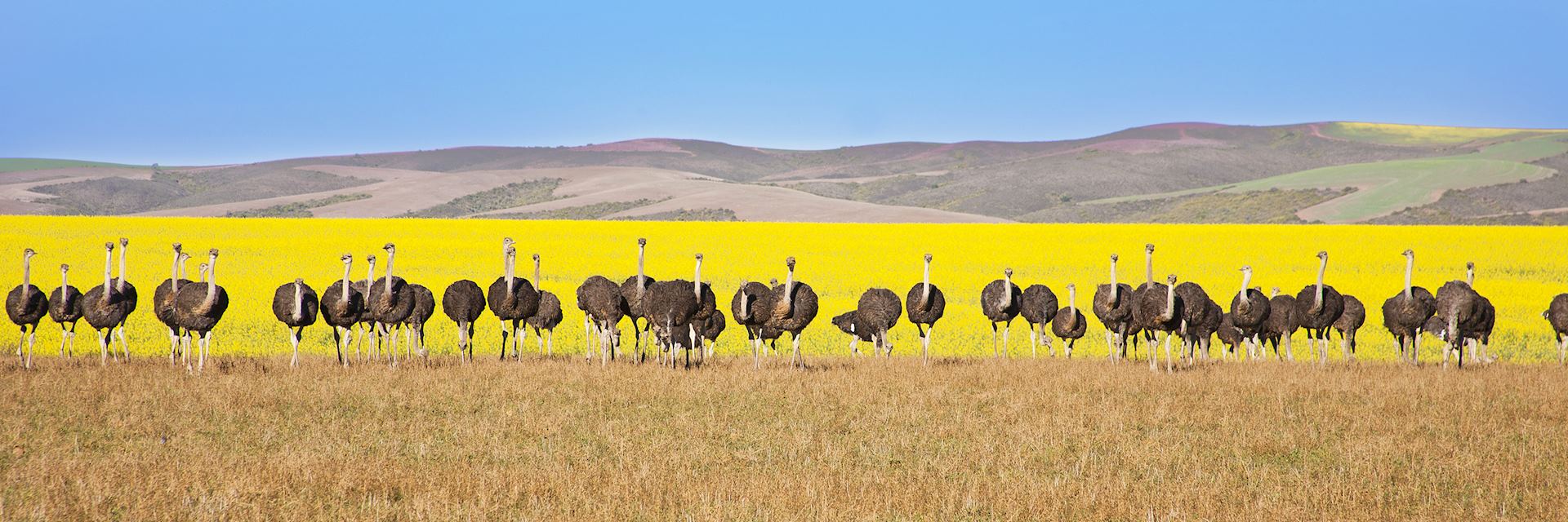 Ostriches along the Garden Route
