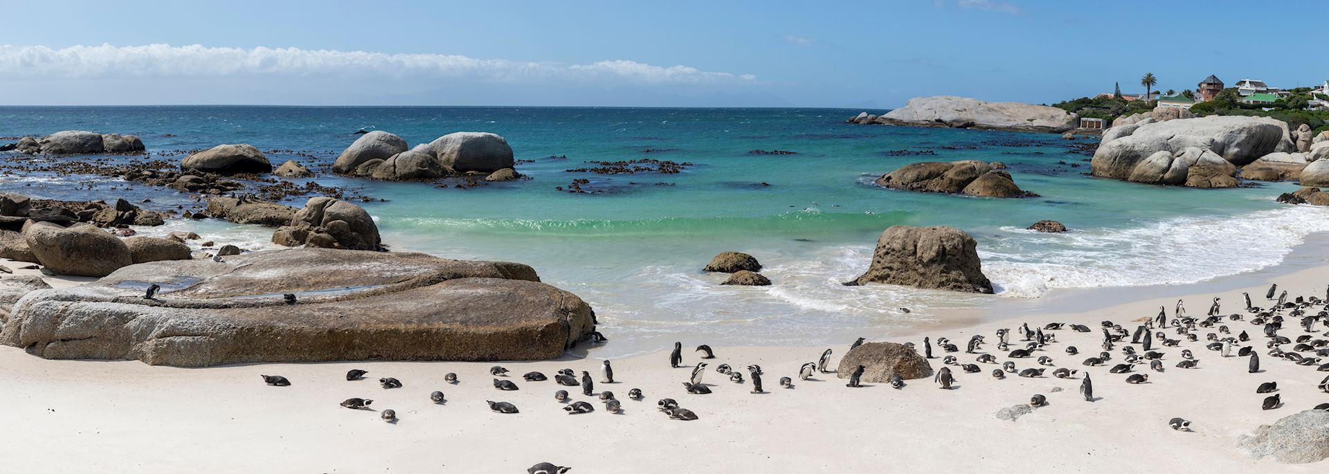 Penguins on Boulder Beach near Cape Town