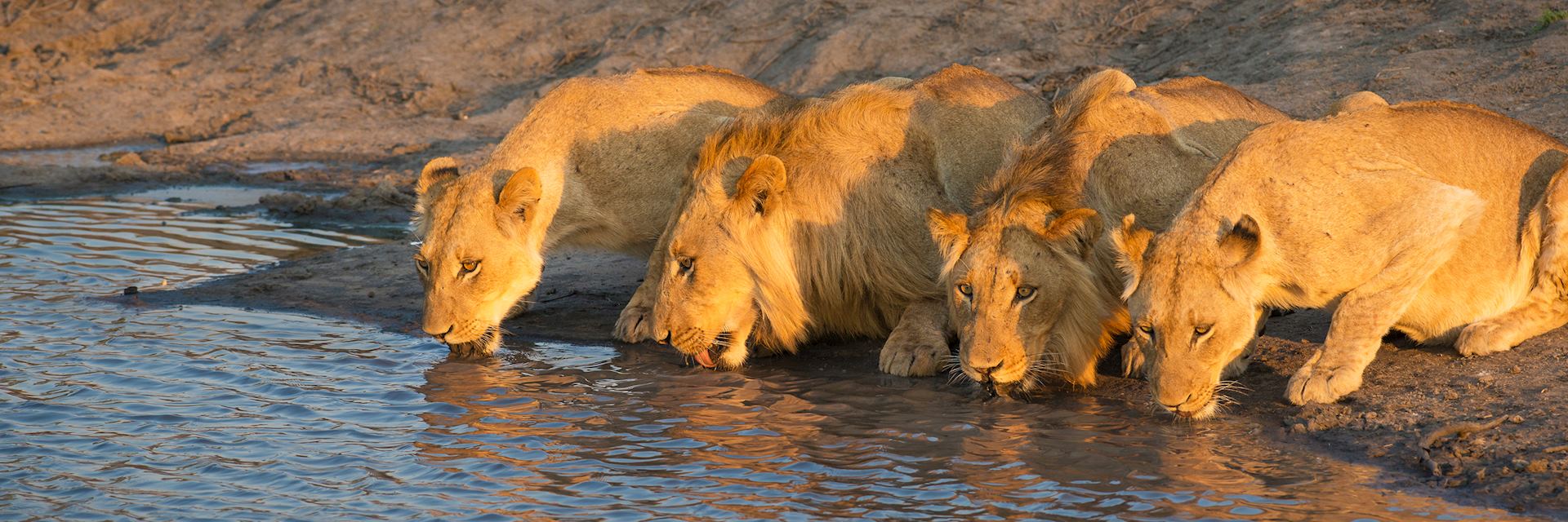 Lion in Sabi Sands Game Reserve