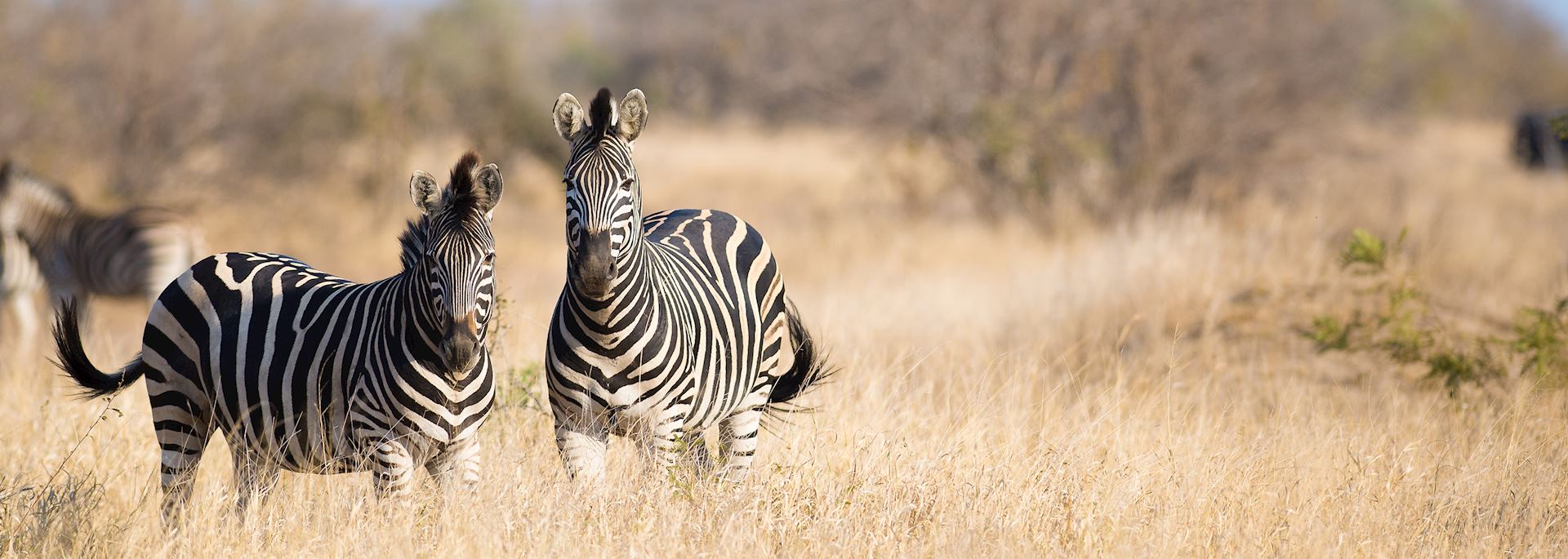 Zebra in Greater Kruger National Park