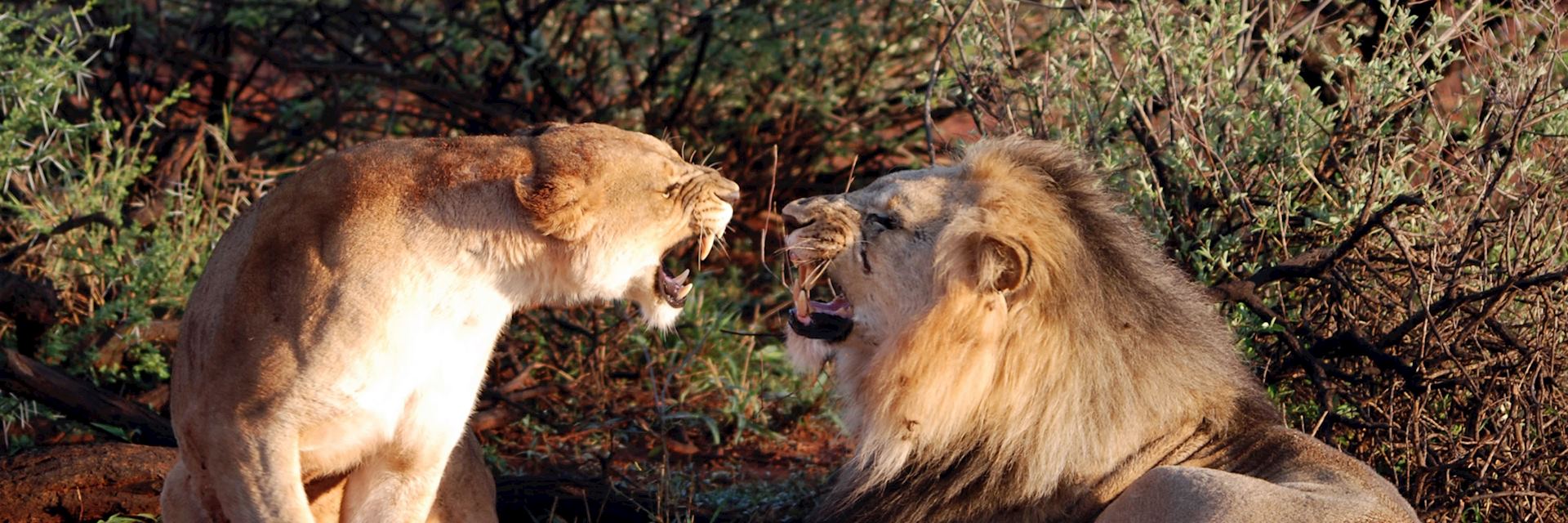 Lions, Madikwe Game Reserve