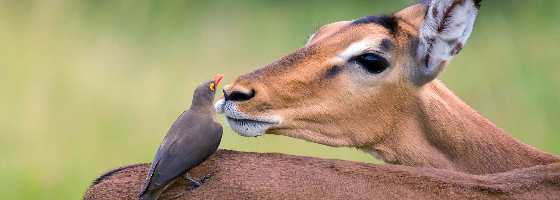Impala with a red-billed oxpecker, Kruger National Park