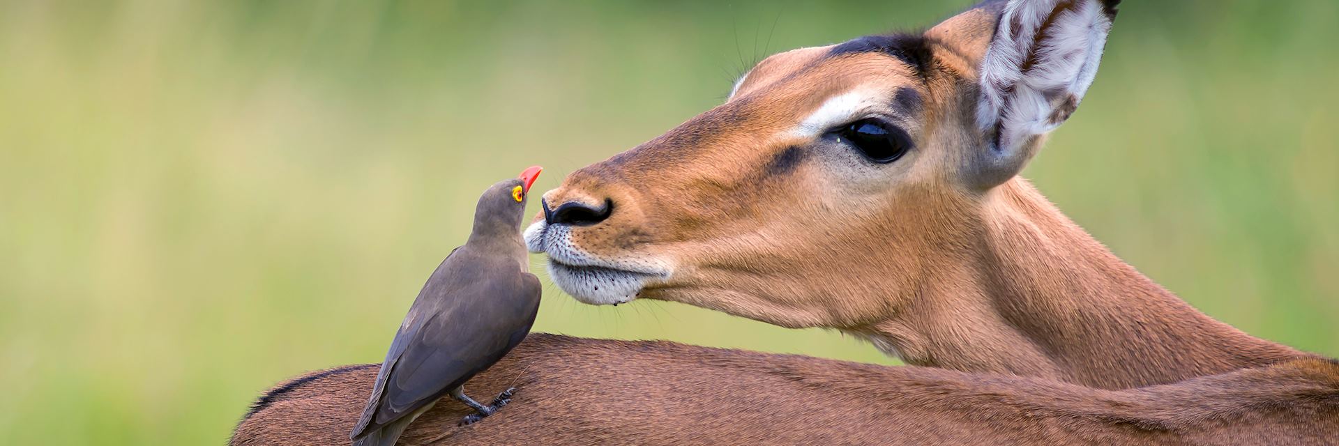 Impala with a red-billed oxpecker, Kruger National Park