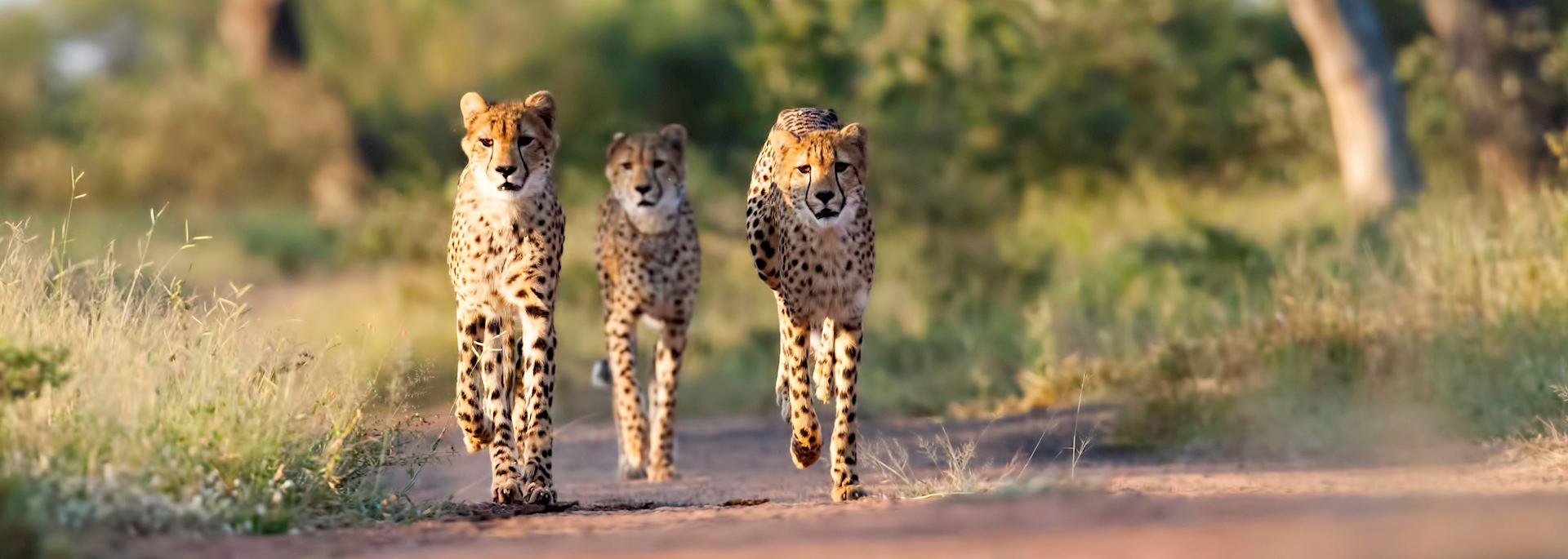 Cheetahs in Kruger National Park