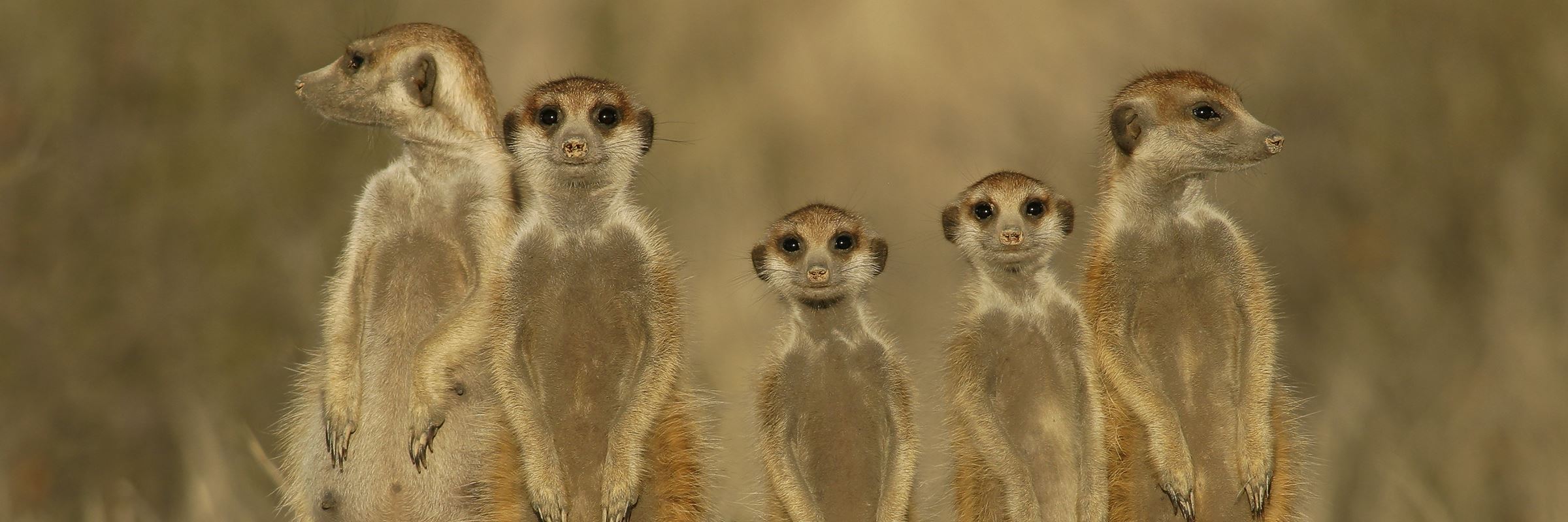 Meerkats, Kruger National Park