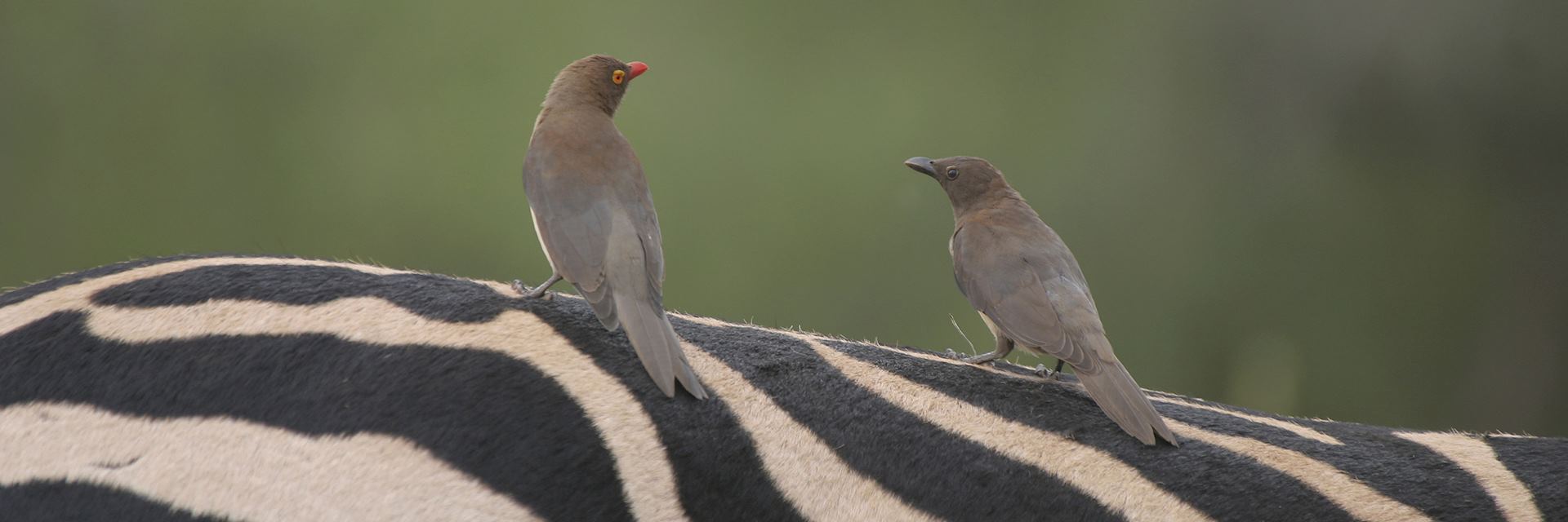 Oxpeckers, Kruger National Park