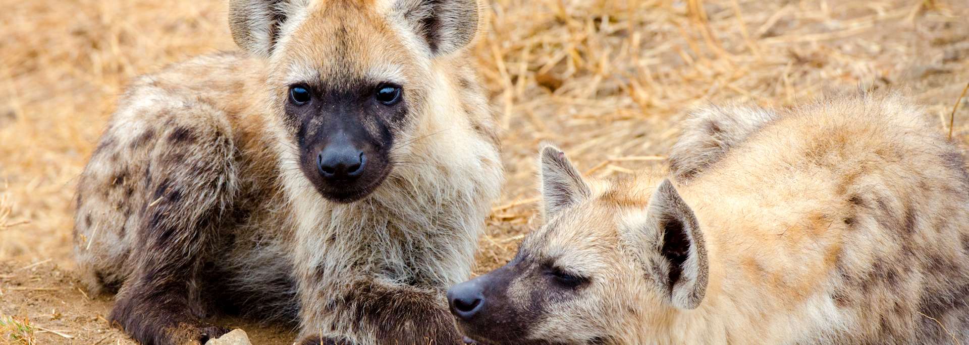 Hyena cubs, Madikwe Game Reserve