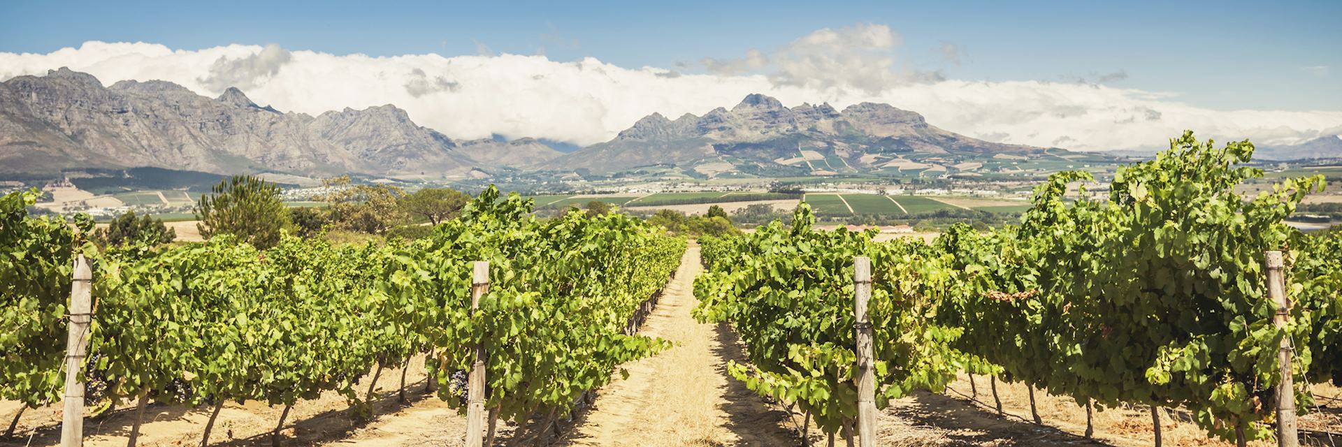 Vineyards, Stellenbosch