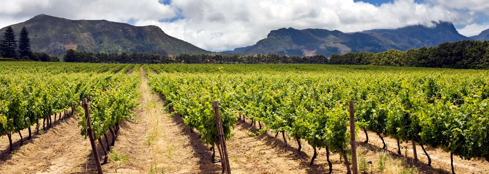 Vineyard, The Winelands