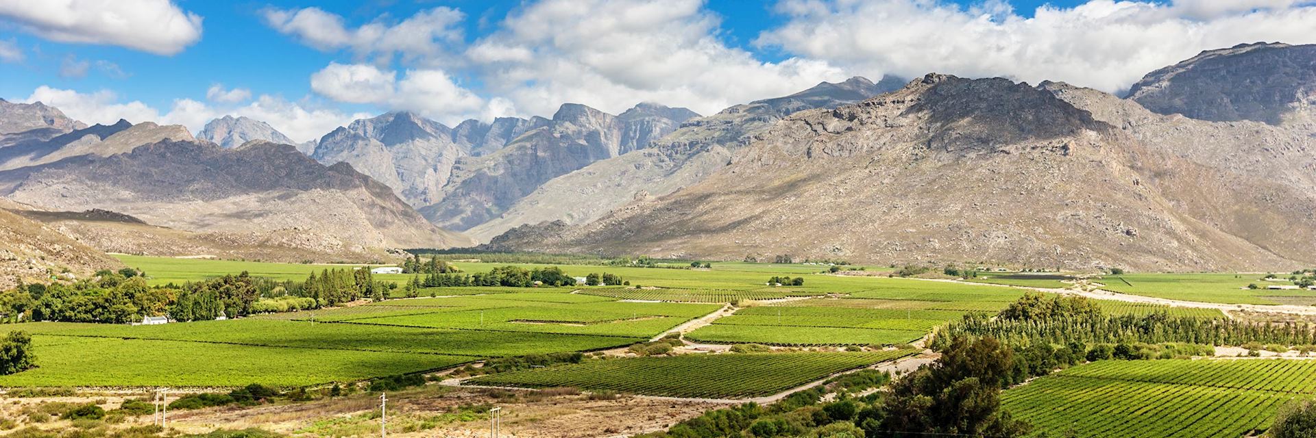Western Cape winelands, South Africa