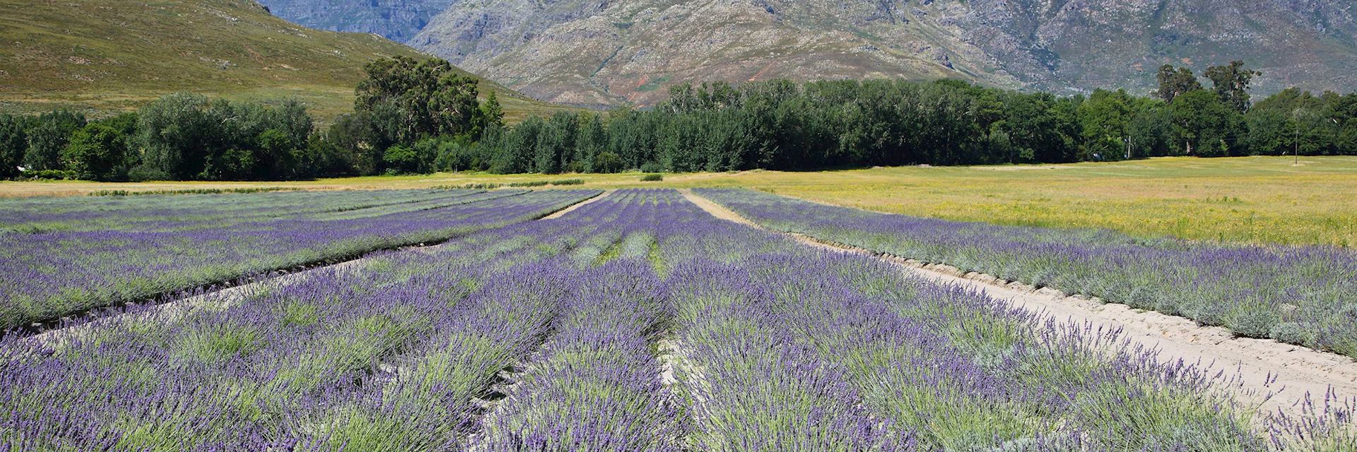 Lavender fields in Franschhoek, South Africa
