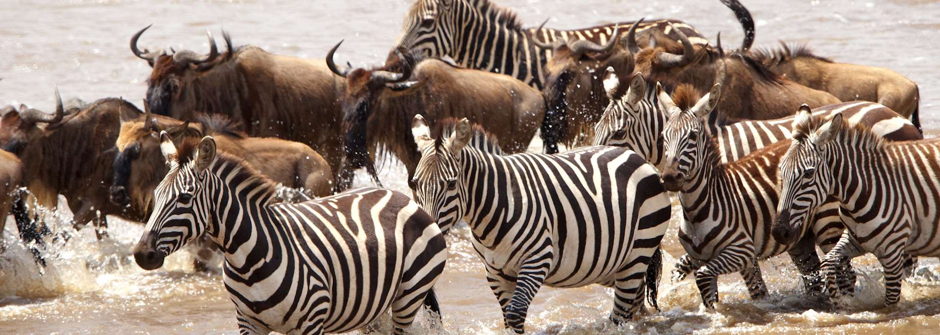 Zebra and wildebeest in South Africa