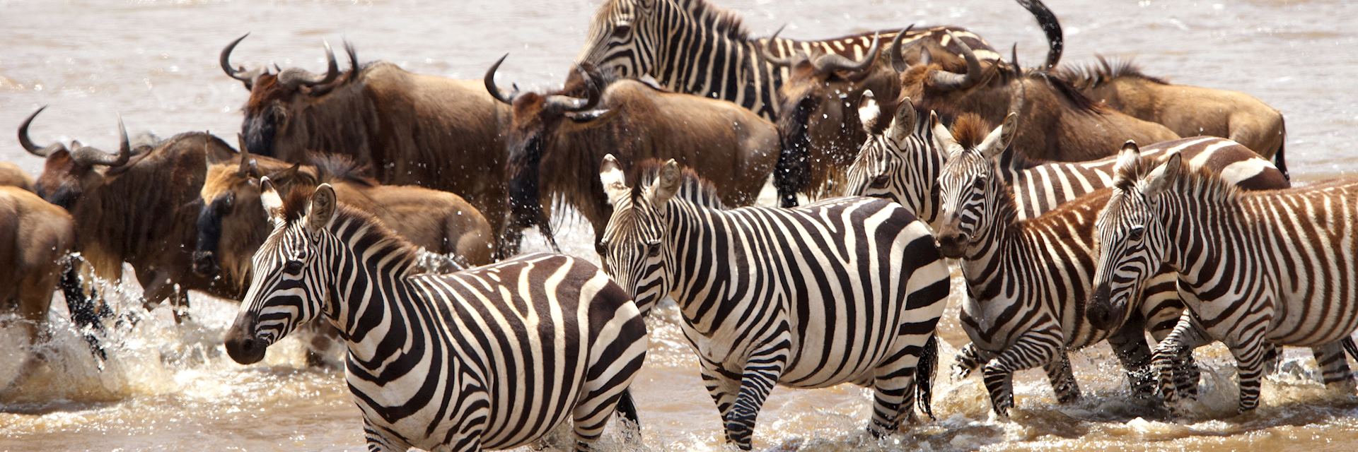 Zebra and wildebeest in South Africa