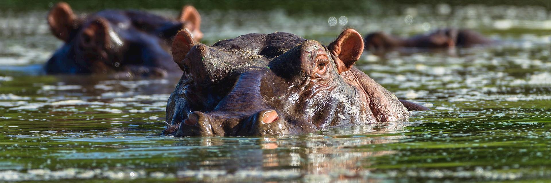 Hippo in Phinda Private Game Reserve