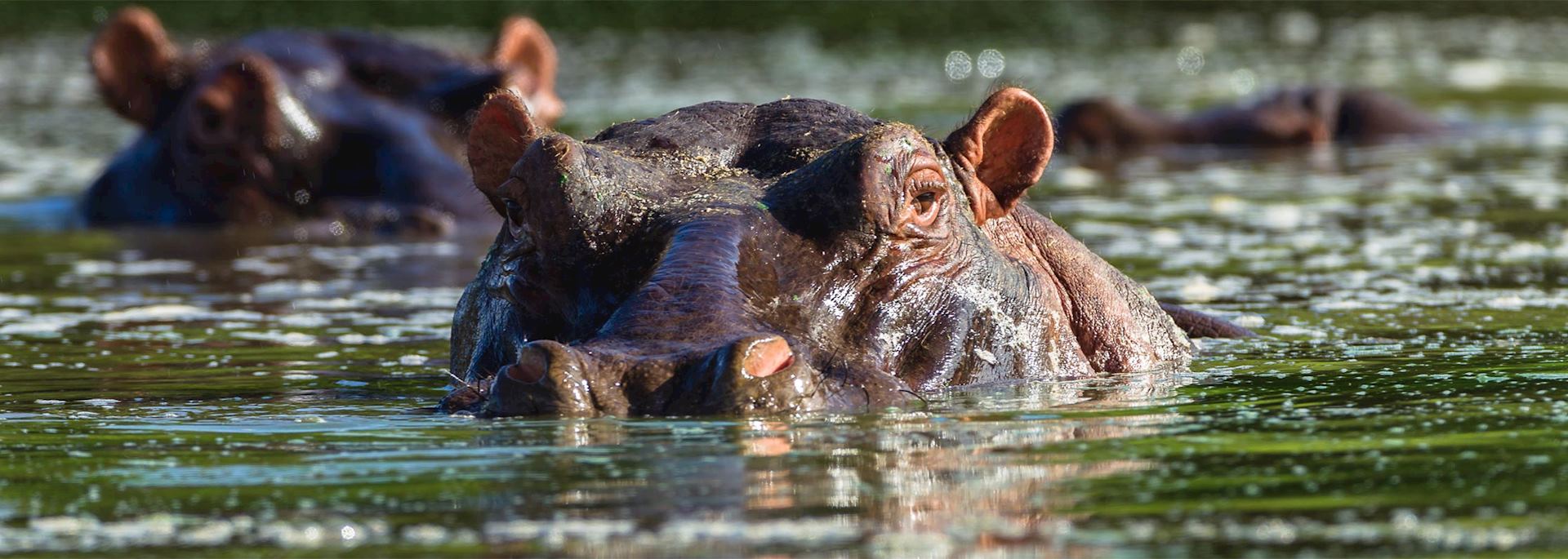 Hippo in Phinda Private Game Reserve