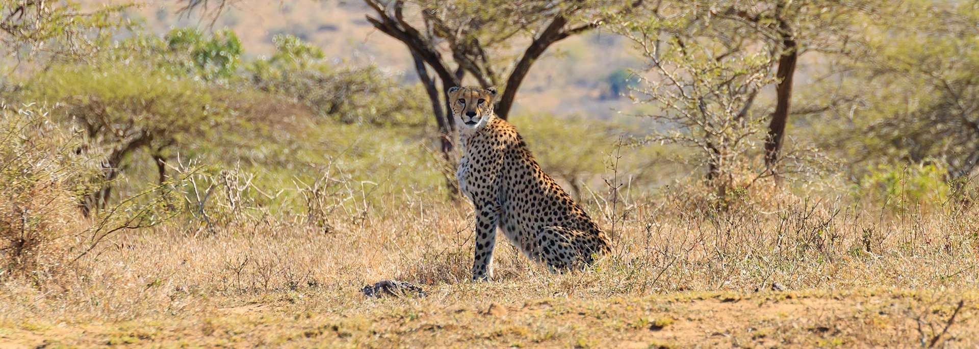 Cheetah in Hluhluwe-iMfolozi Park