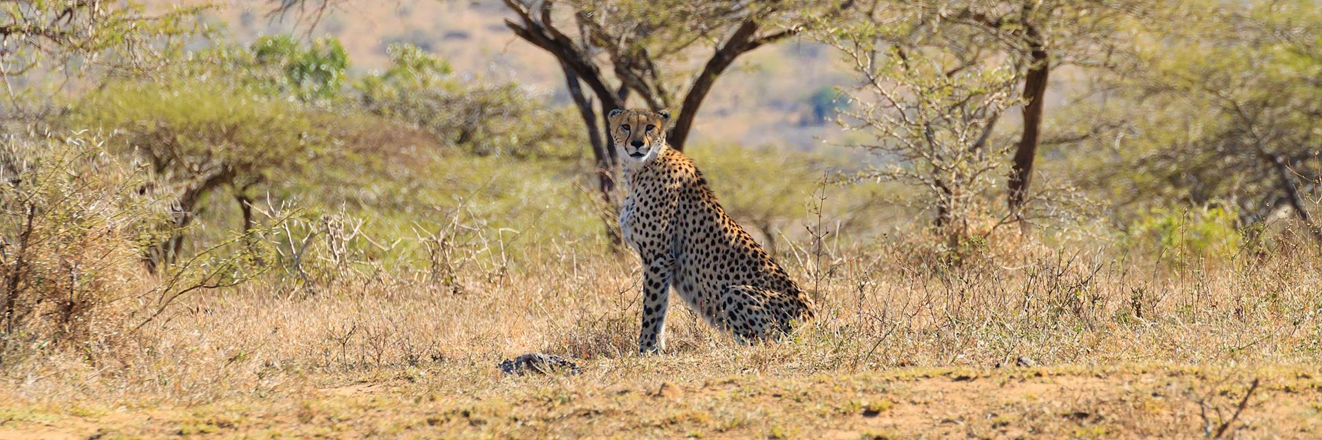 Cheetah in Hluhluwe-IMfolozi Game Reserve