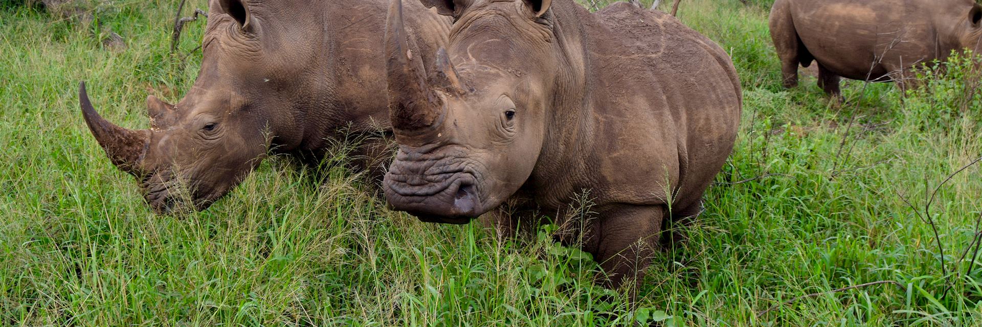 White rhino at Thanda Safari Private Game Reserve