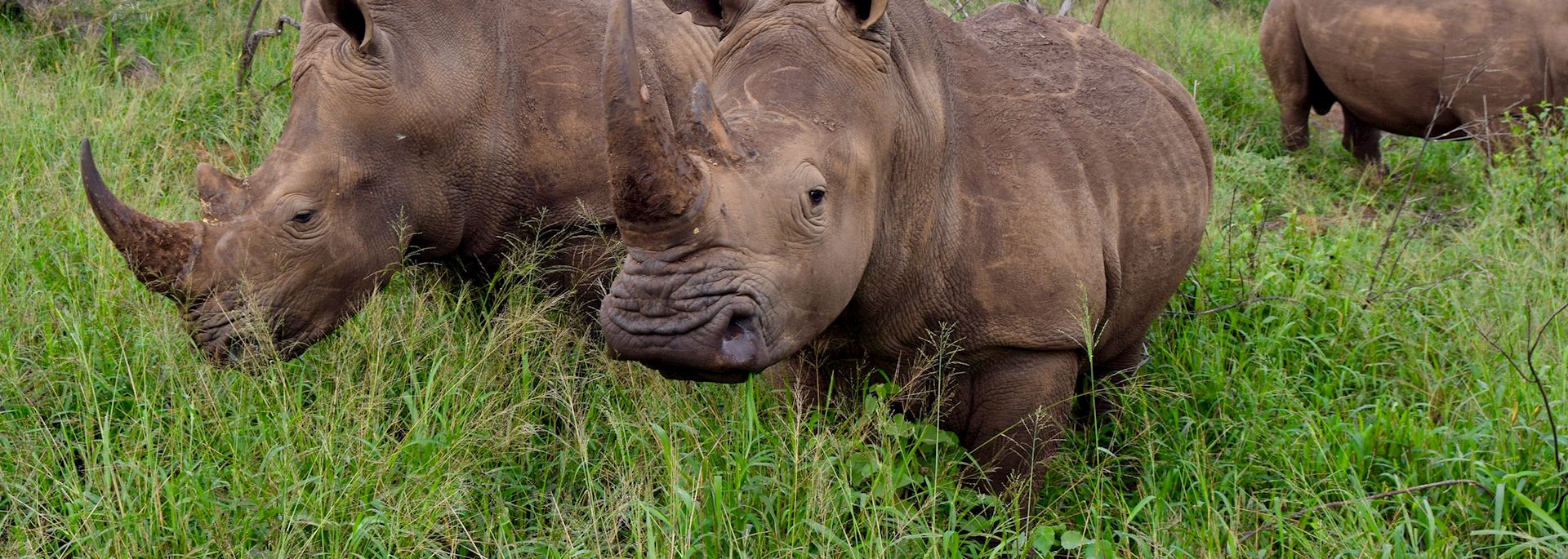 White rhino at Thanda Safari Private Game Reserve