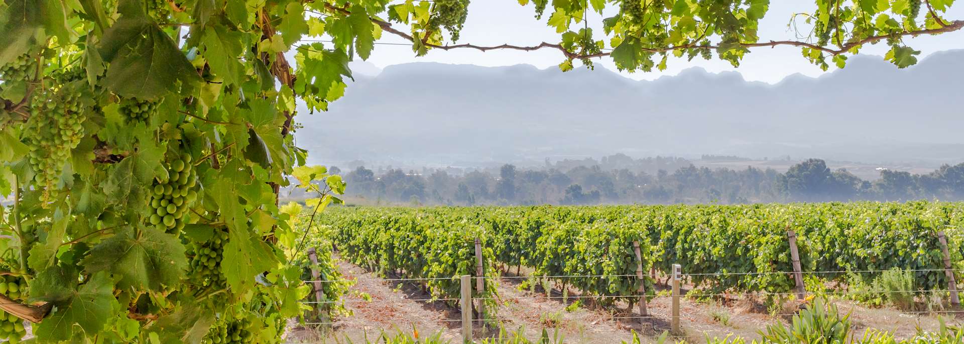 Vineyard in Paarl