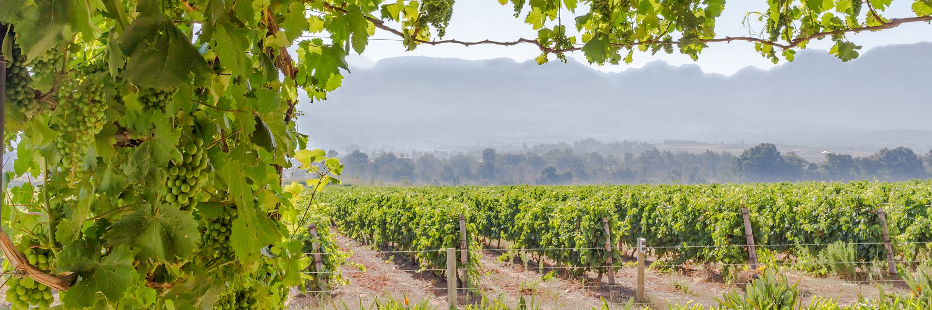 Vineyard in Paarl