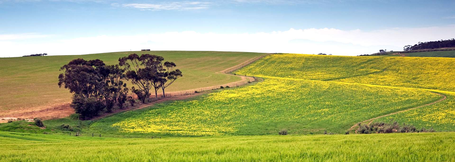 Grain farm in the Overberg
