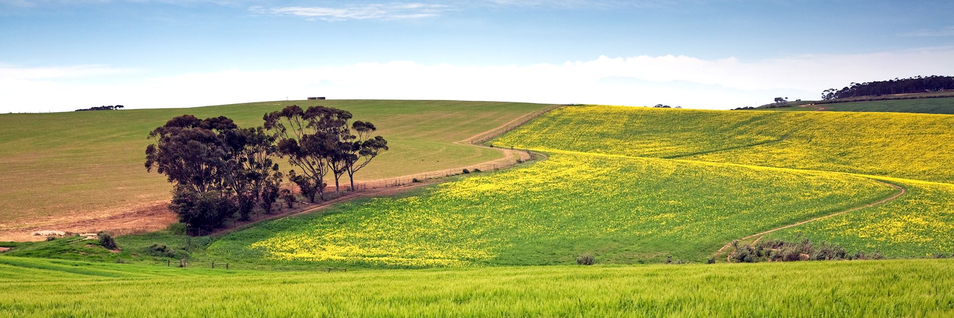 Grain farm in the Overberg