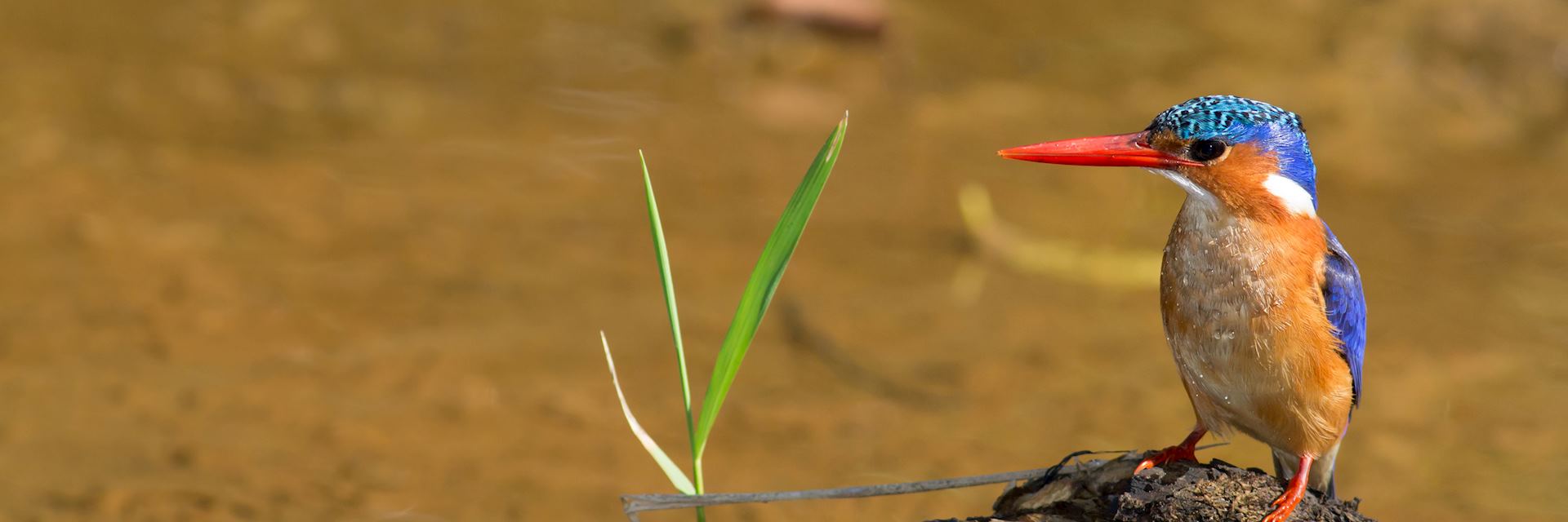 Malachite kingfisher, iSimangaliso Wetland Park