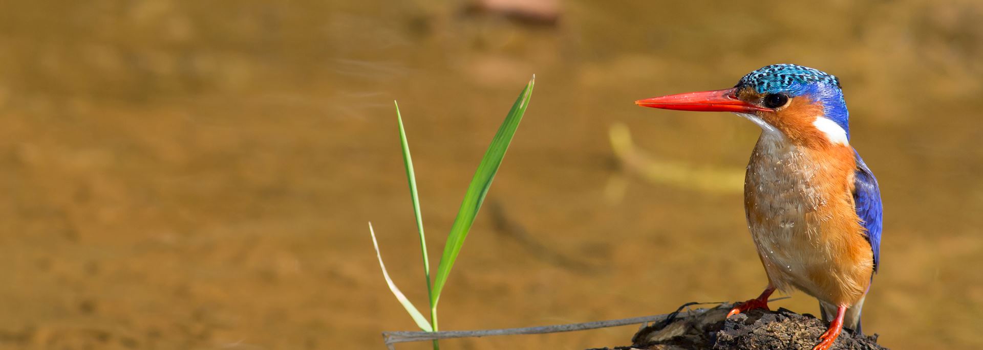 Malachite kingfisher, iSimangaliso Wetland Park