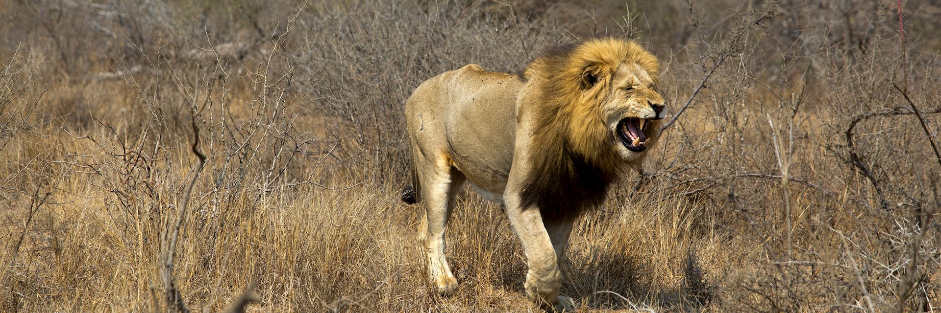 Lion, Timbavati Game Reserve