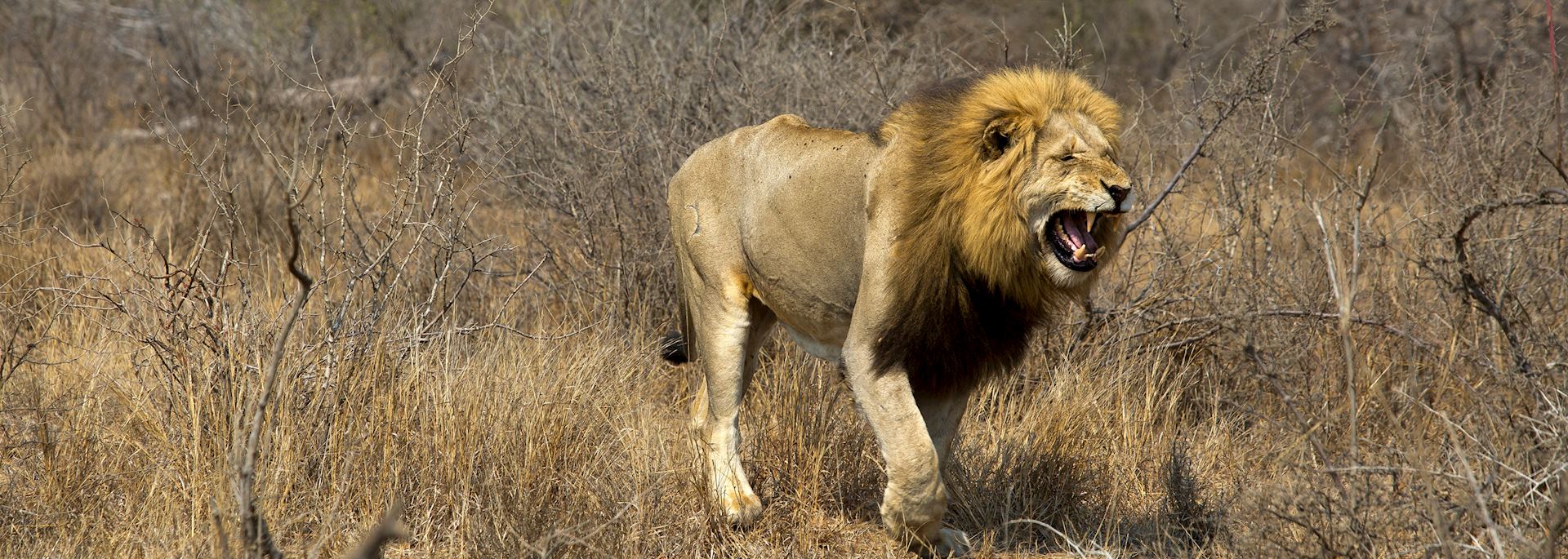 Lion, Timbavati Game Reserve