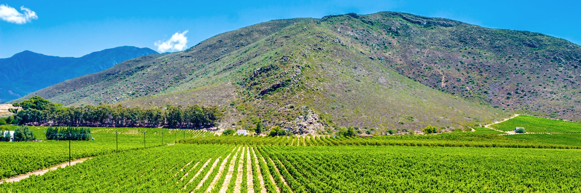 Vineyard in Montagu