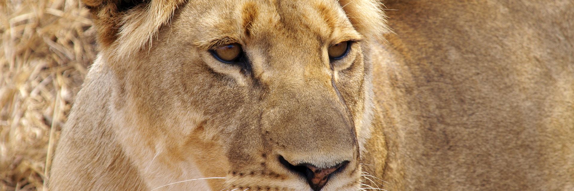Lioness in Greater Makalali Game Reserve