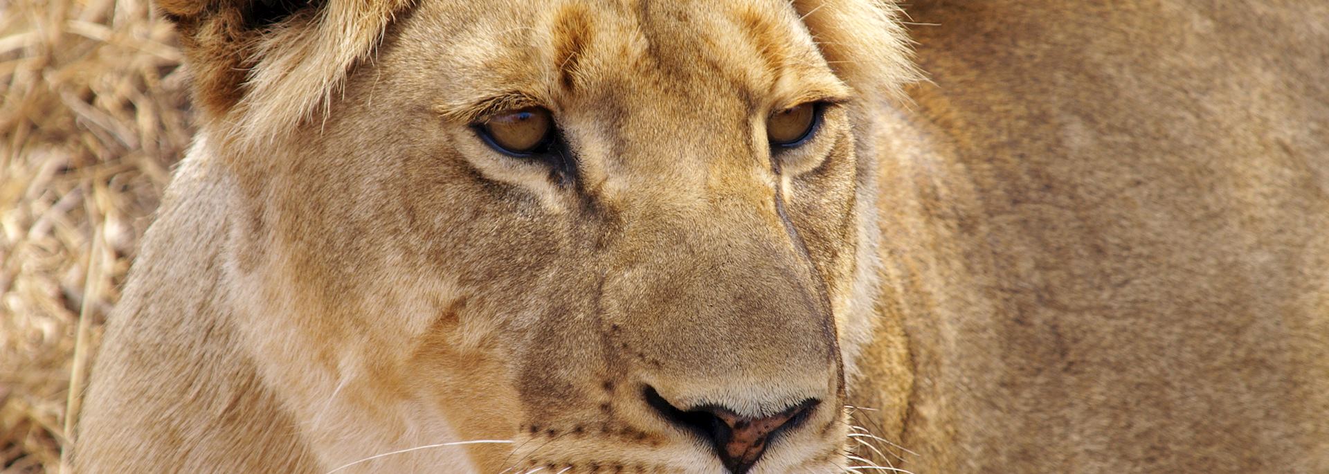 Lioness in Greater Makalali Game Reserve