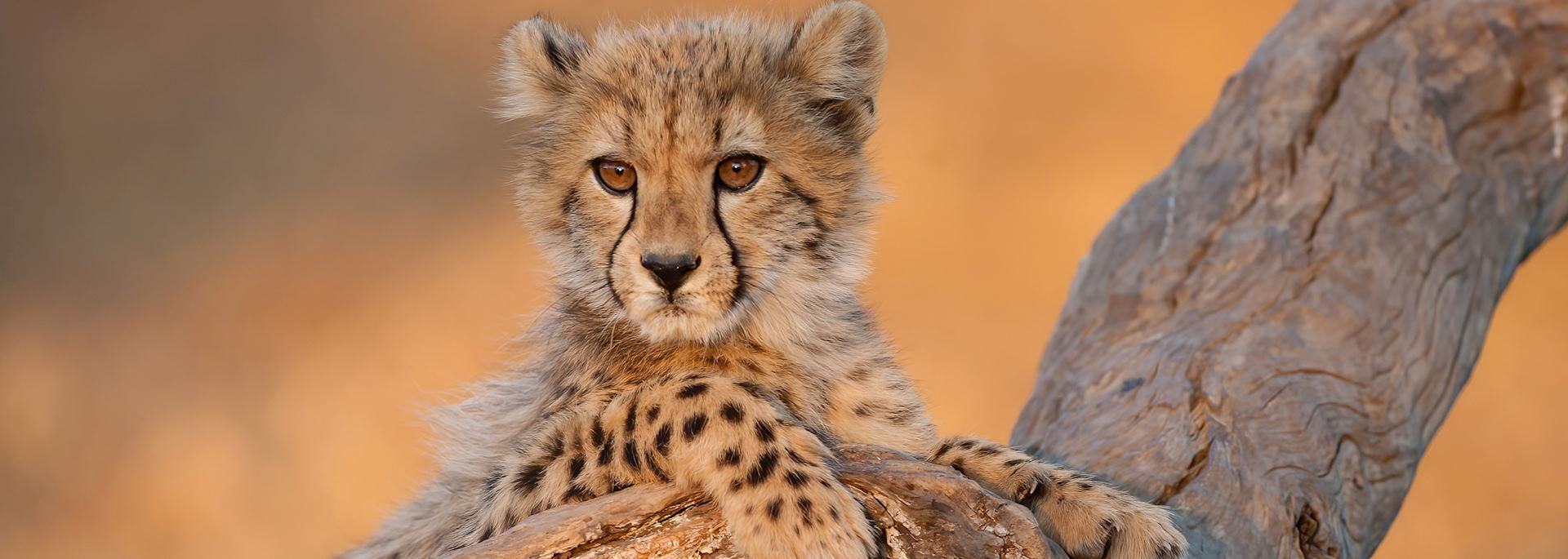 Cheetah cub in Kruger National Park