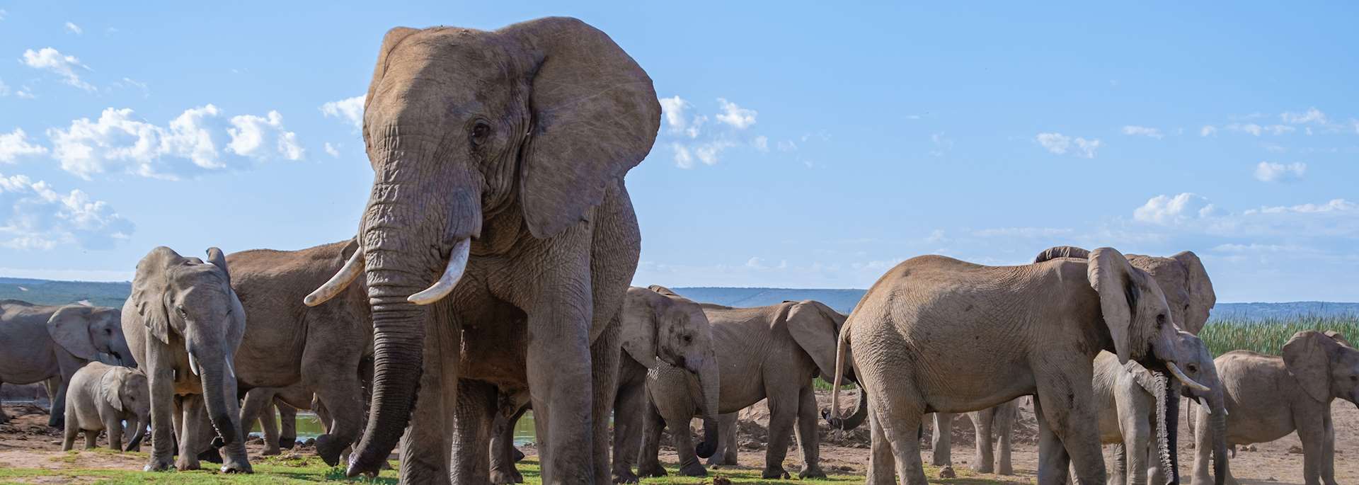 Elephant in Addo Elephant National Park