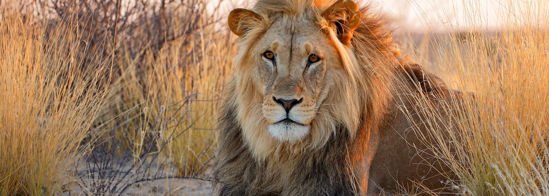 Lion in the Kalahari, South Africa
