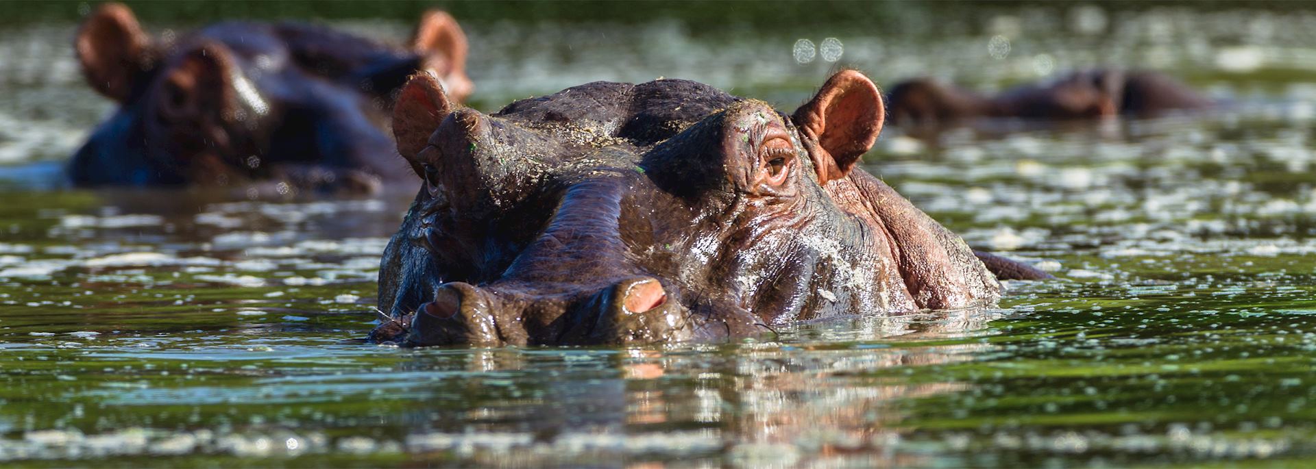 Hippos in Phinda Private Game Reserve