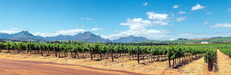 Vineyards around Franschhoek