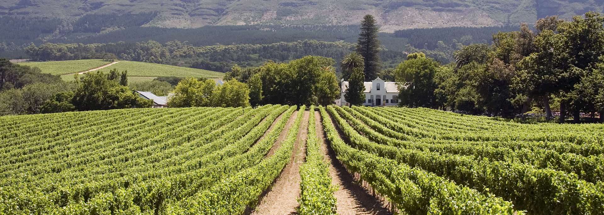 Vineyard, Constantia