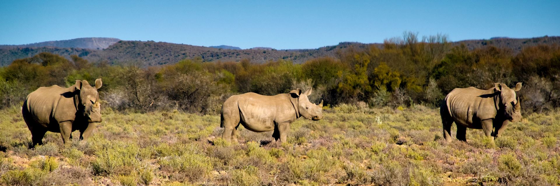 Rhino, Sanbona Game Reserve, Little Karoo