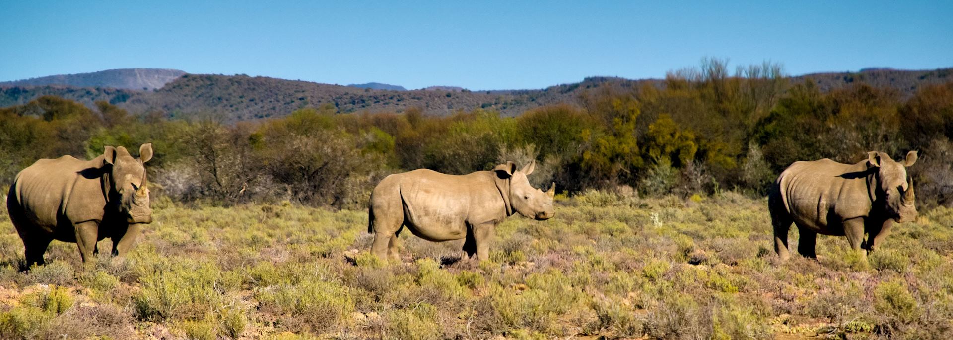 Rhino, Sanbona Game Reserve, Little Karoo
