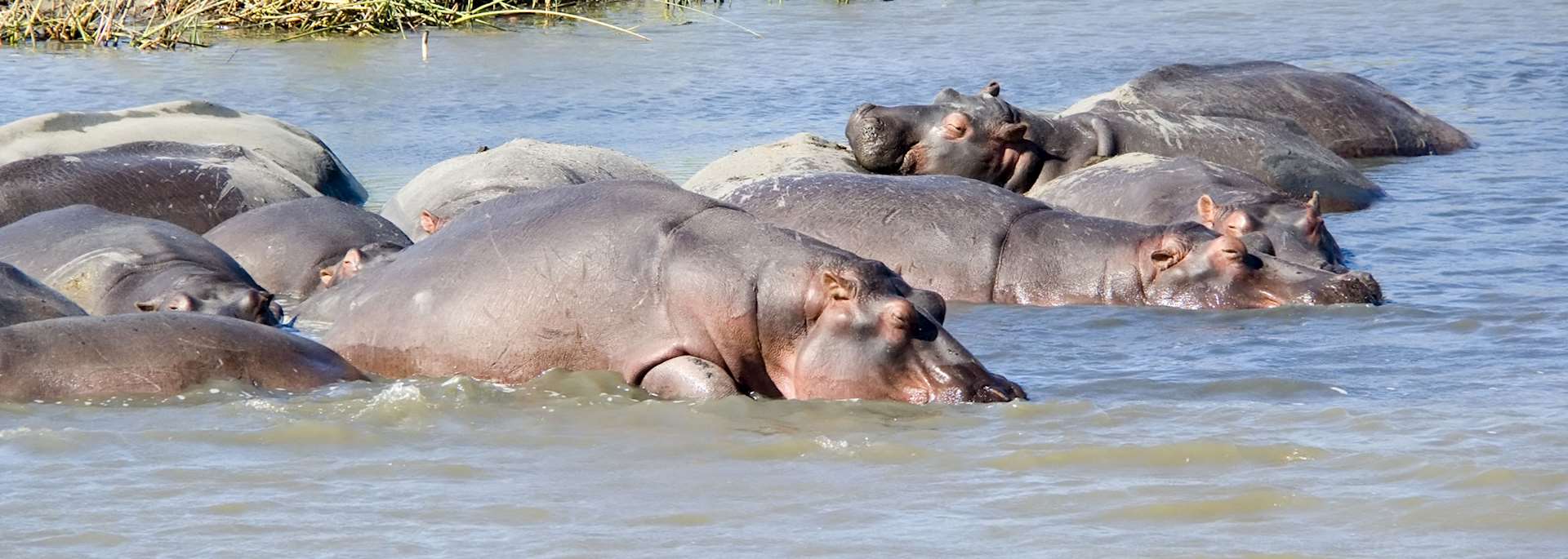 Hippo, Lake St Lucia
