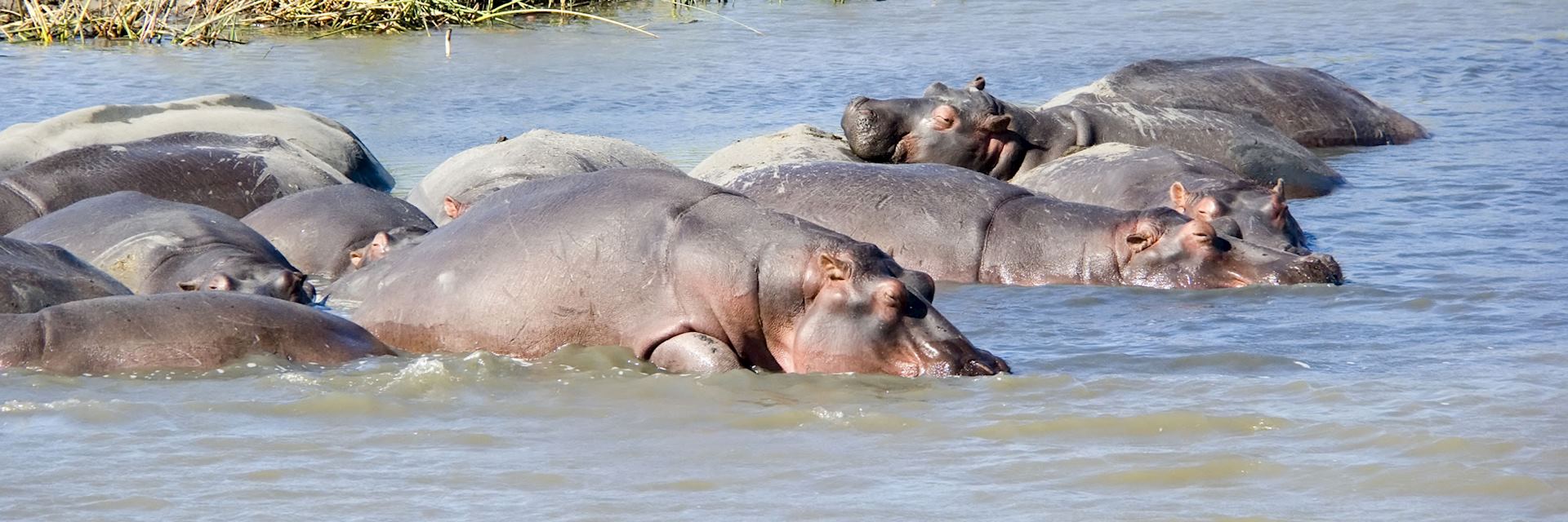 Hippo, Lake St Lucia