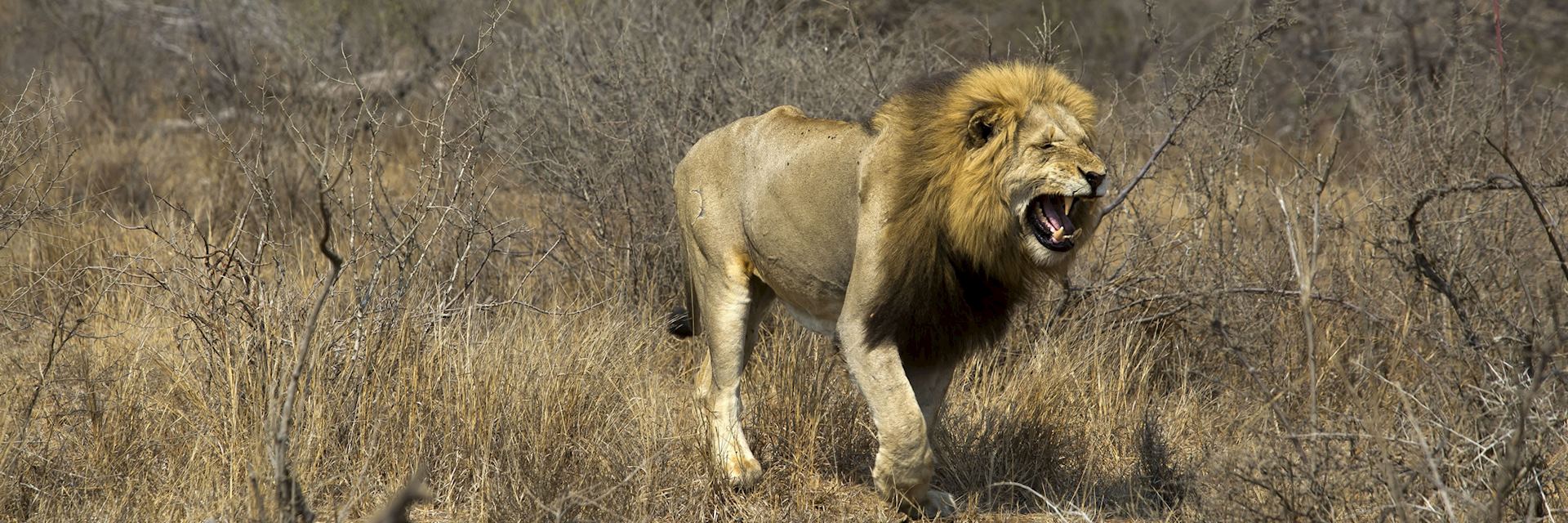 Lion, Timbavati Private Nature Reserve